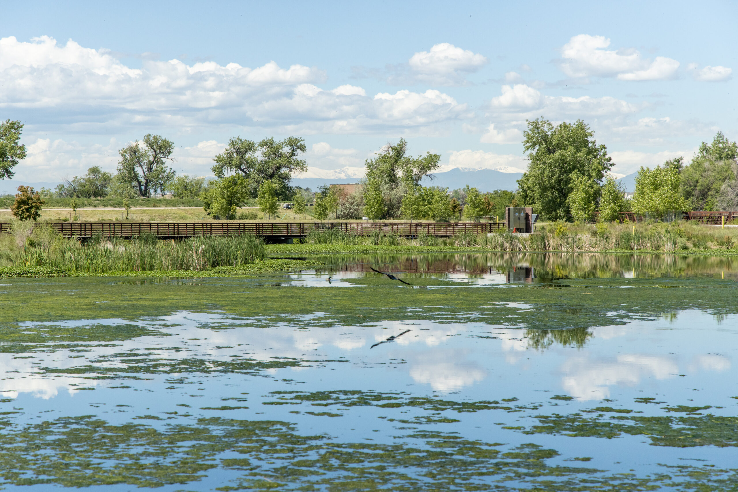 a pond at our northern treatment plant showing aquatic plants in the foreground and a distant view of the rocky mountains in the background