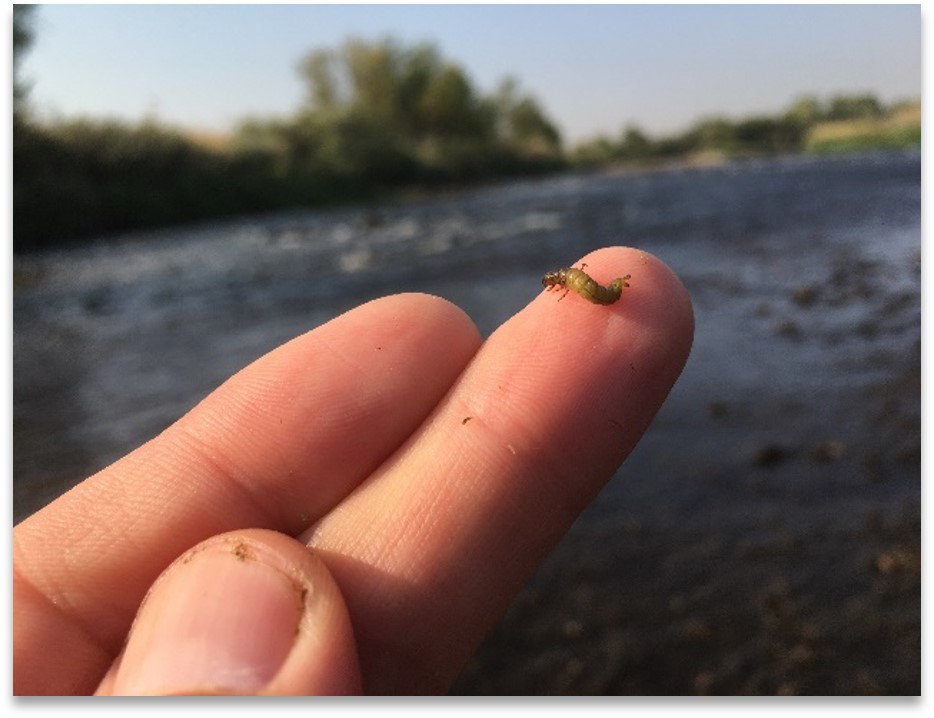A water quality scientist displaying a caddisfly larvae on their finger with the south platte river in the background