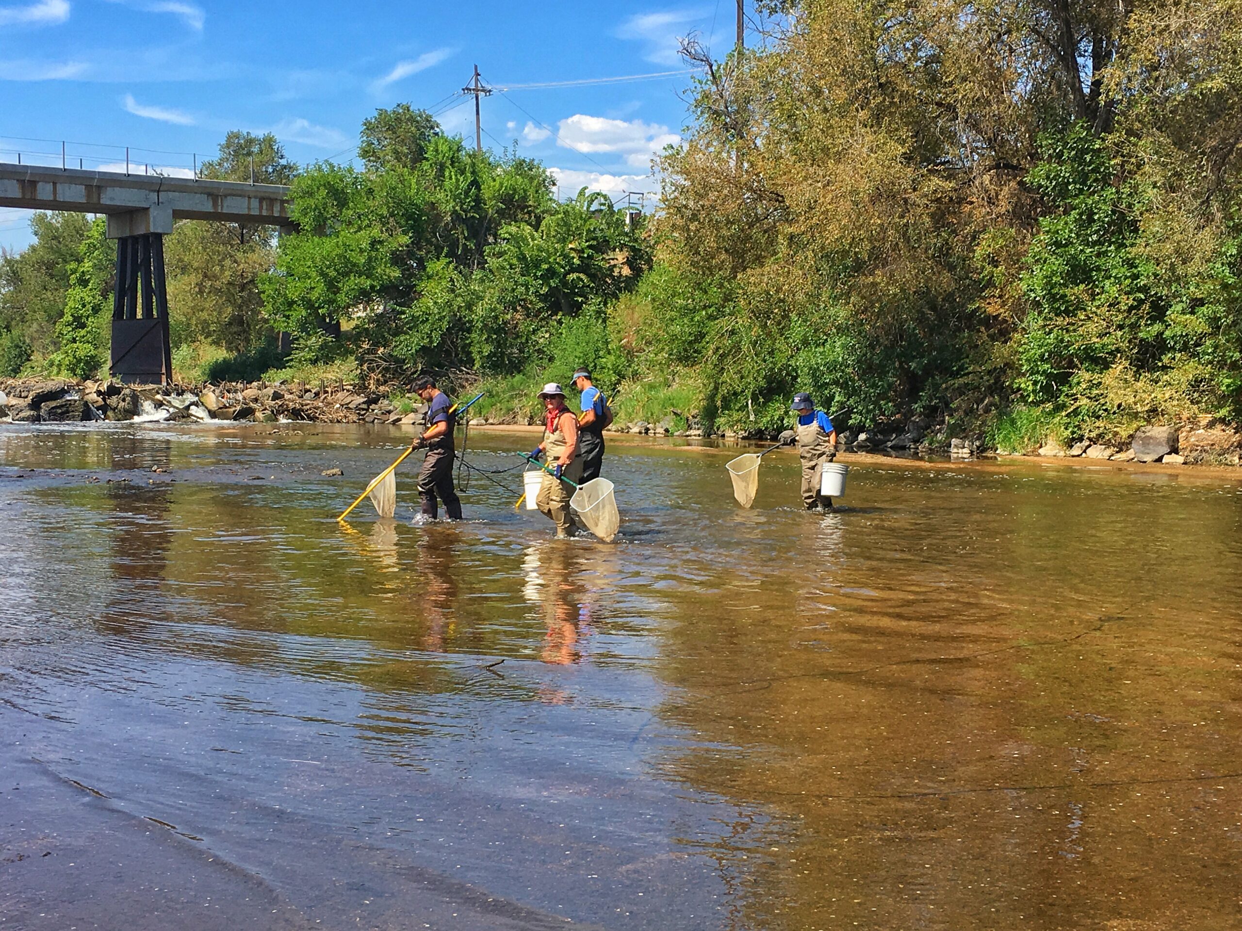 Four people with fishing nets in the South Platte River