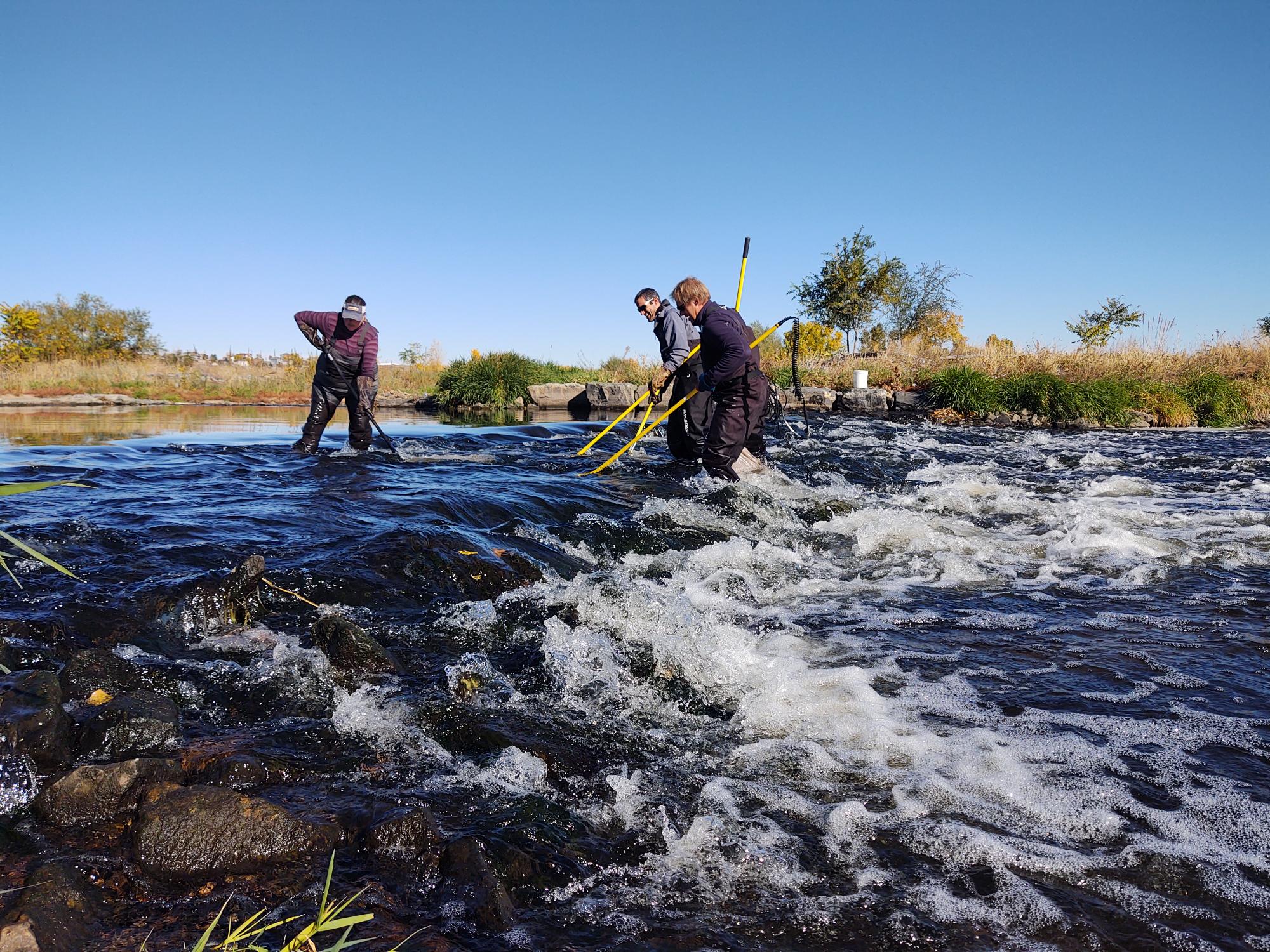 Metro's water quality division standing in a small riffle on the SOuth Platte River. The employees are holding nets, which they use to collect stunned fish so that they can be recorded and released back into the river.