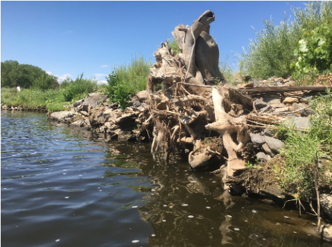A photo showing a cottonwood root wad in the South Platte River