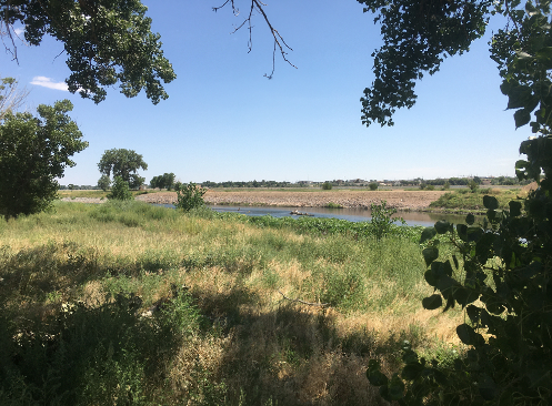 Ode to the Plains Cottonwood: Metro’s Underappreciated Partner in Improving the Aquatic Health of the South Platte River
