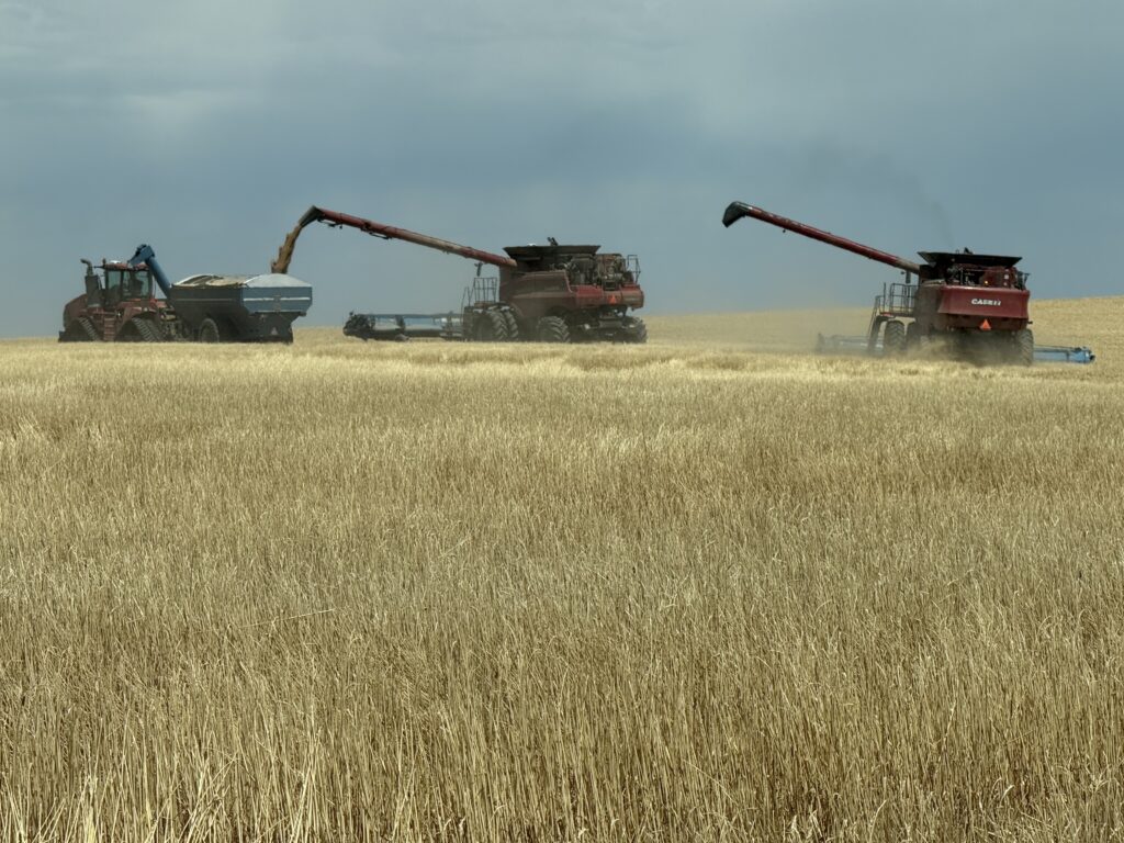 Harvesters line up to fill a field cart with grain. 