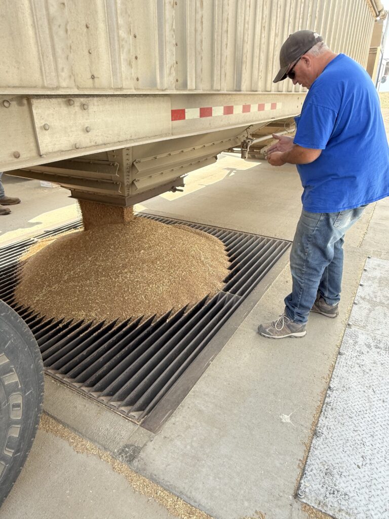 A truck empties a load of grain.