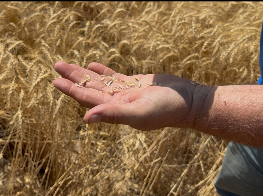 a handful of wheat and hope as the 2025 harvest has a optimistic outlook