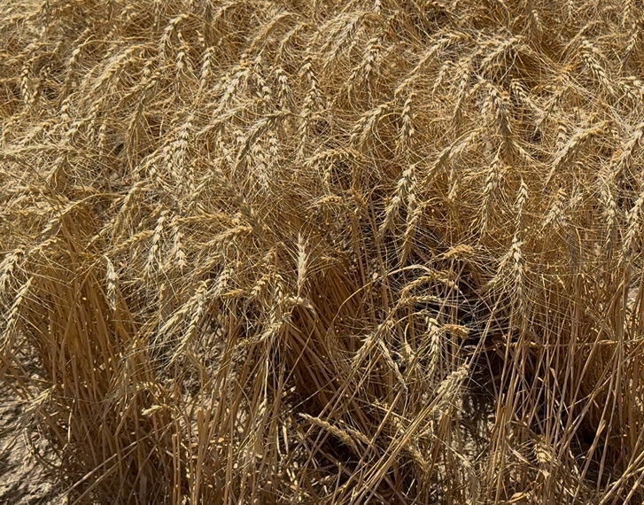 winter wheat stalks. Only a few were affected by sawfly