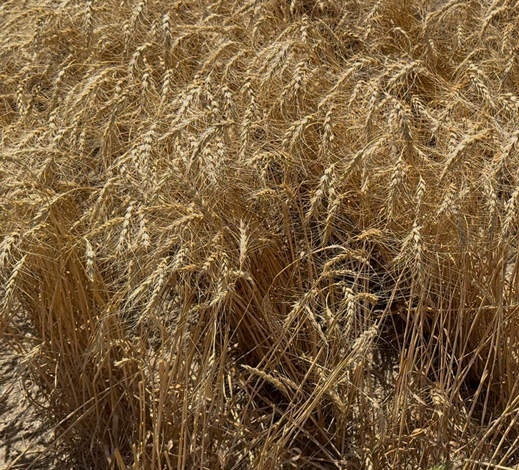 winter wheat stalks. Only a few were affected by sawfly