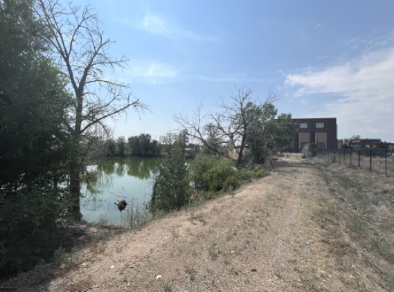 Elms pond with a newly cleaned road. Previously it was overgrown with weeds and was inaccessible