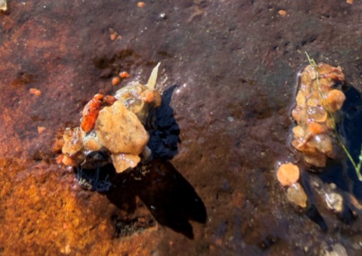 Netspinning Caddisflies: The Tiny Engineers of Our Streams